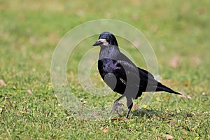 Rook (Corvus frugilegus). photo