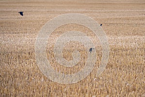 Rook Corvus frugilegus peeking up on a large crop field after harvest