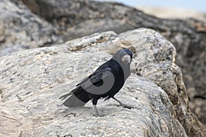 Rook - Corvus frugilegus on rock by water.Wildlife photo