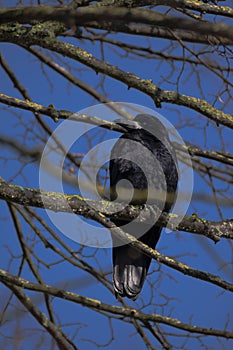 Rook Corvus frugilegus sits in the bare branches of a tree aga