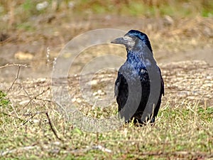 A Rook Corvus frugilegus standing on a grass in a bright November day