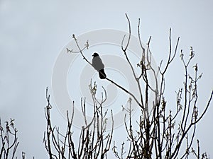 Rook, Corvus frugilegus, on top of a tree