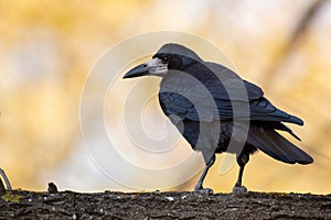 Rook, Corvus frugilegus, in the wild side view