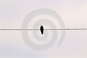 Rook, Crow. Alone bird on an electric wire. Birds in the city, Urban wildlife