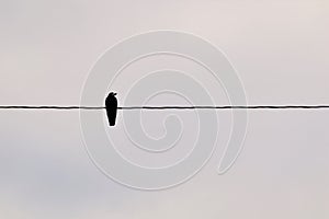 Rook, Crow. Alone bird on an electric wire. Birds in the city, Urban wildlife