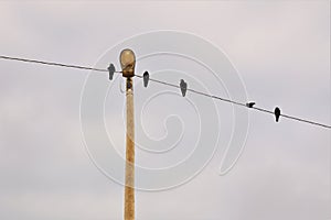 Rook, Crows. Birds on an electric wire in the city, Urban wildlife, bird