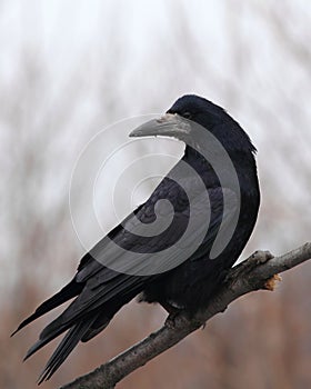 Rook on a dry branch