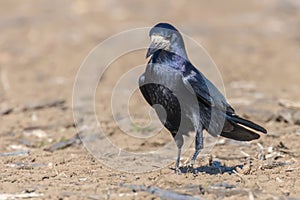 Rook on the field (Corvus frugilegus