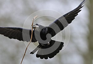Rook in flight carrying stick