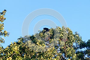Rook flying above green trees. Burnham, North Lincolnshire, England. photo
