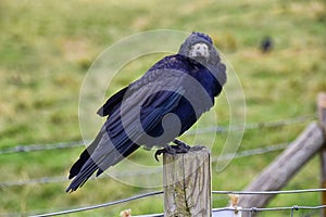 Rook Guardian bird of Stonehenge, Corvus frugilegus, Corvidae member, passerine order. Range Scandinavia, western Europe to easter