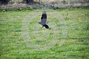 Rook Guardian bird of Stonehenge, Corvus frugilegus, Corvidae member, passerine order. Range Scandinavia, western Europe to easter