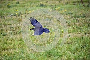 Rook Guardian bird of Stonehenge, Corvus frugilegus, Corvidae member, passerine order. Range Scandinavia, western Europe to easter