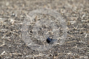 A rook on a harvested field