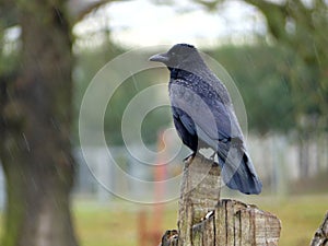 Rook or Jackdaw watching from a stump