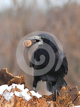 Rook with a nut in the beak