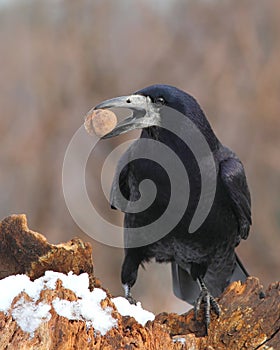 Rook with a nut in the beak 2. photo