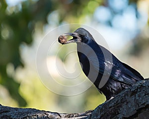 Rook Resting in a Tree and Holding a Nut Fruit