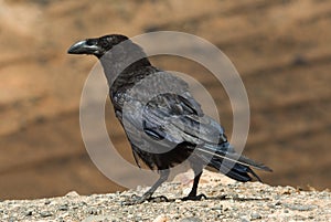 Rook on rock photo