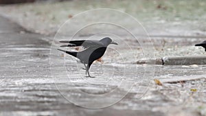 rook runs on ice, slides with its feet and takes off