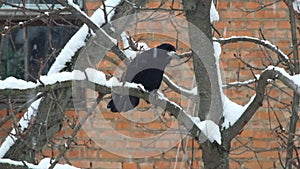 Rook sits on a branch during a snowfall and is indignant