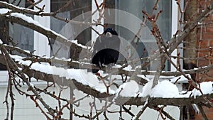 Rook sits on a branch during a snowfall and unexpectedly arrives another rook