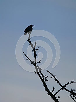 Rook sitting on the top of the tree branch