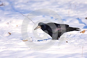 Rook in snow photo