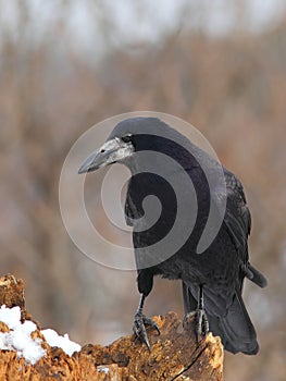 Rook on a snowy log 3.