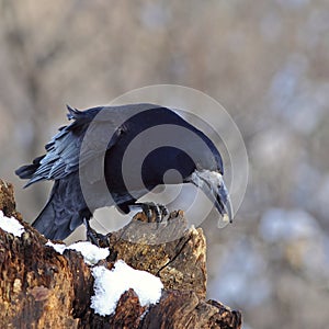 Rook on a snowy log, with prey photo