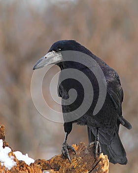 Rook on a snowy stump 3. photo