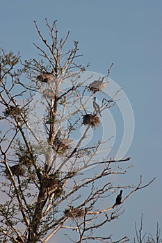 Rookery of great cormorants on a tree