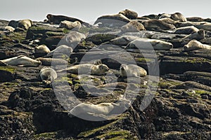 Rookery of Harbor Seals resting on a rocky shore