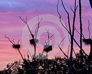 Rookery Heron Nests Set Against Early Morning Sky