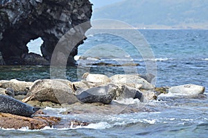 Rookery of Larga seals on the rocks in the sea of Japan. Archipelago Rimsky Korsakov photo