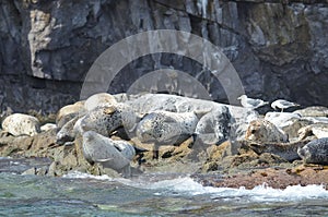 Rookery of Larga seals on the rocks in the sea of Japan. Archipelago Rimsky Korsakov photo
