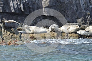 Nidos de pájaros de focas sobre el rocas en el mar de Japón. archipiélago 