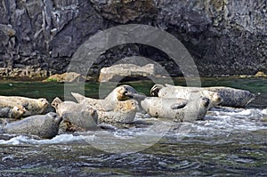 Rookery of Larga seals on the rocks in the sea of Japan. Archipelago Rimsky Korsakov photo