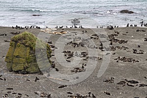 Rookery of northern fur seals and sea lions in the Bering