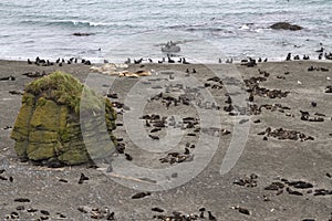 Rookery of northern fur seals and sea lions in the Bering photo