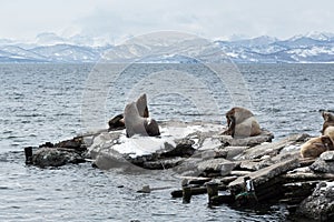 Rookery Northern Sea Lion or Steller Sea Lion. Avachinskaya Bay, Kamchatka