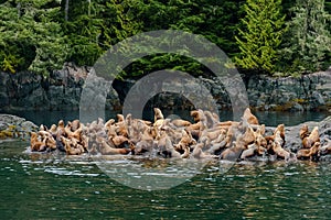 A Rookery of Stellar Sea-lions crowd a rocky out crop.