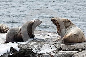 Rookery Steller Sea Lion or Northern Sea Lion Eumetopias Jubatus