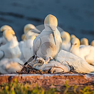 Rookery of wild North Atlantic gannets at red cliffs in Helgoland island at sunset