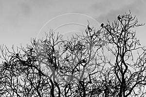 Rooks & x28;Corvus frugilegus& x29; roosting in tree in evening