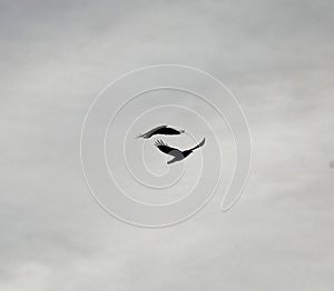 Rooks in flight silhouette