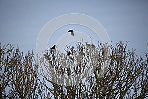 Rooks flocking in tree tops