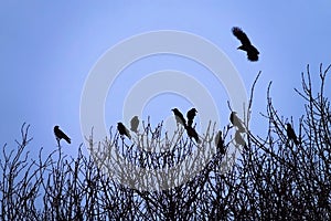 Rooks gathered at top of tree