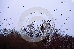 Rooks gathered at top of tree