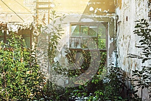 The room of an abandoned factory without a roof with broken windows, overgrown with plants